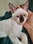 Príncipe para adoção