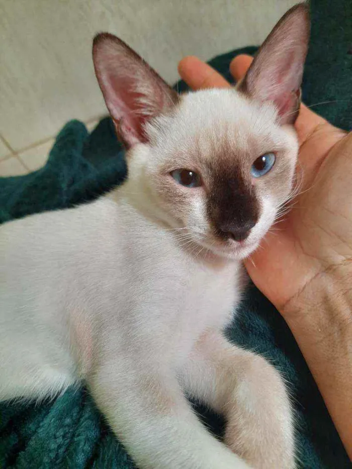 Gato ra a Mista com siamês  idade 2 a 6 meses nome Príncipe para adoção