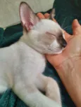 Príncipe para adoção