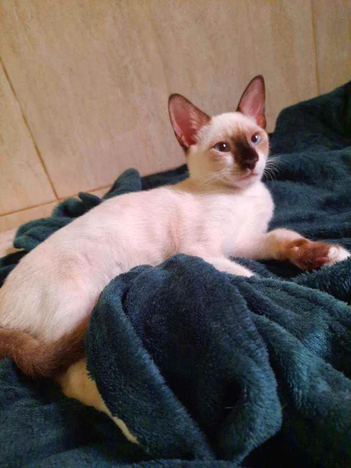 Gato ra a Mista com siamês  idade 2 a 6 meses nome Príncipe para adoção