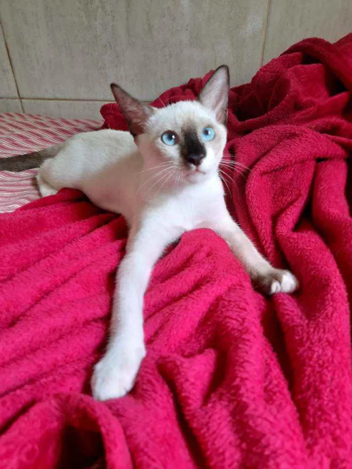 Gato ra a Mista com siamês  idade 2 a 6 meses nome Príncipe para adoção