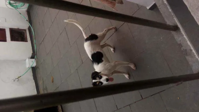 Cachorro raça SRD e mestiço a shitysu idade 7 a 11 meses nome Kiara e pretim