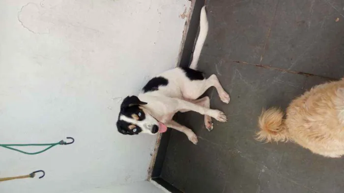 Cachorro raça SRD e mestiço a shitysu idade 7 a 11 meses nome Kiara e pretim
