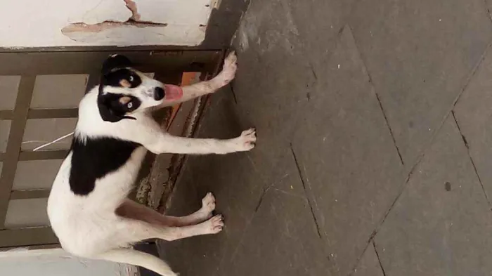 Cachorro raça SRD e mestiço a shitysu idade 7 a 11 meses nome Kiara e pretim