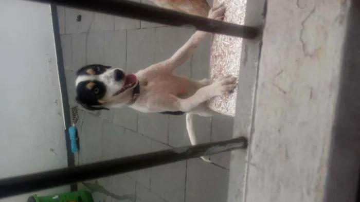 Cachorro raça SRD e mestiço a shitysu idade 7 a 11 meses nome Kiara e pretim