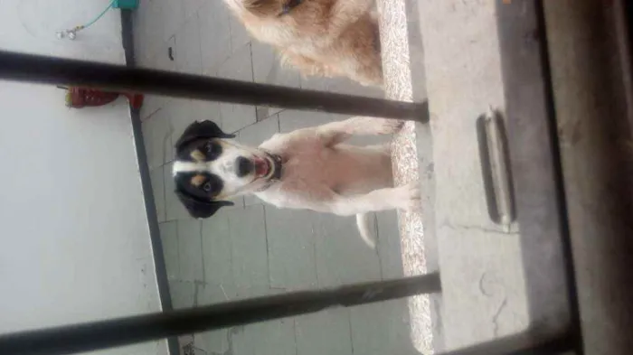 Cachorro raça SRD e mestiço a shitysu idade 7 a 11 meses nome Kiara e pretim
