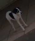 Kiara e pretim