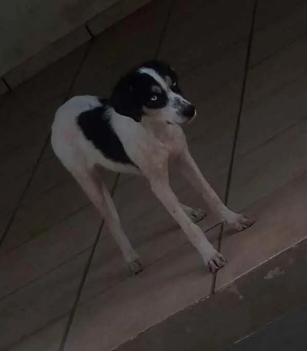 Cachorro raça SRD e mestiço a shitysu idade 7 a 11 meses nome Kiara e pretim