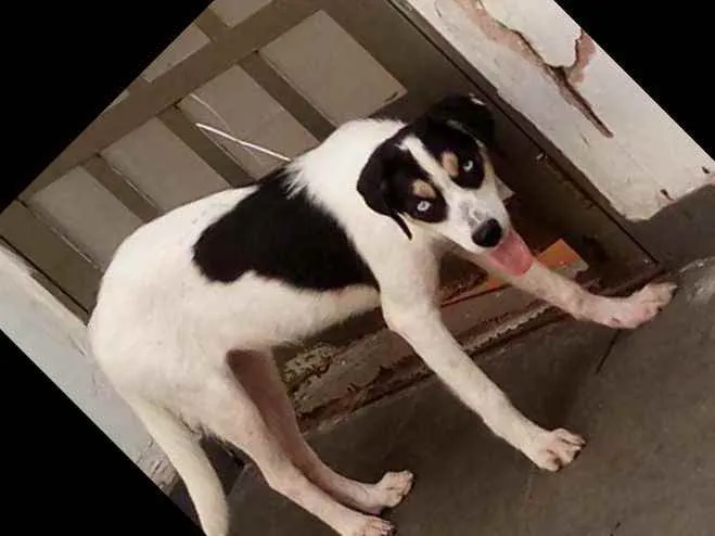 Cachorro raça SRD e mestiço a shitysu idade 7 a 11 meses nome Kiara e pretim