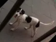Kiara e pretim