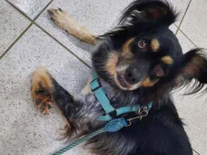 Cachorro raça Mista idade 2 anos nome Bili