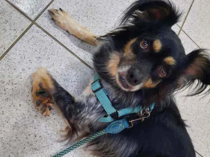 Cachorro ra a Mista idade 2 anos nome Bili