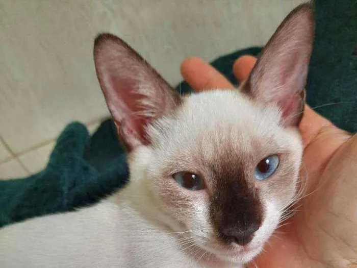 Gato ra a Mista com siamês  idade 2 a 6 meses nome Príncipe para adoção