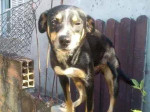 Cachorro raça Vira lata  idade 1 ano nome Toinho da lua