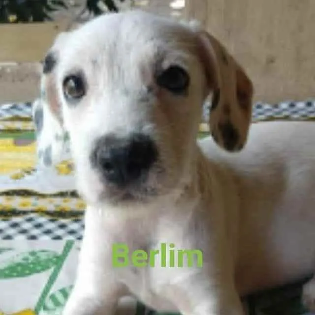 Cachorro ra a SRD idade 2 a 6 meses nome Berlim