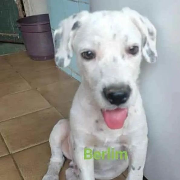 Cachorro ra a SRD idade 2 a 6 meses nome Berlim