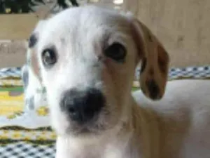 Cachorro raça SRD idade 2 a 6 meses nome Berlim