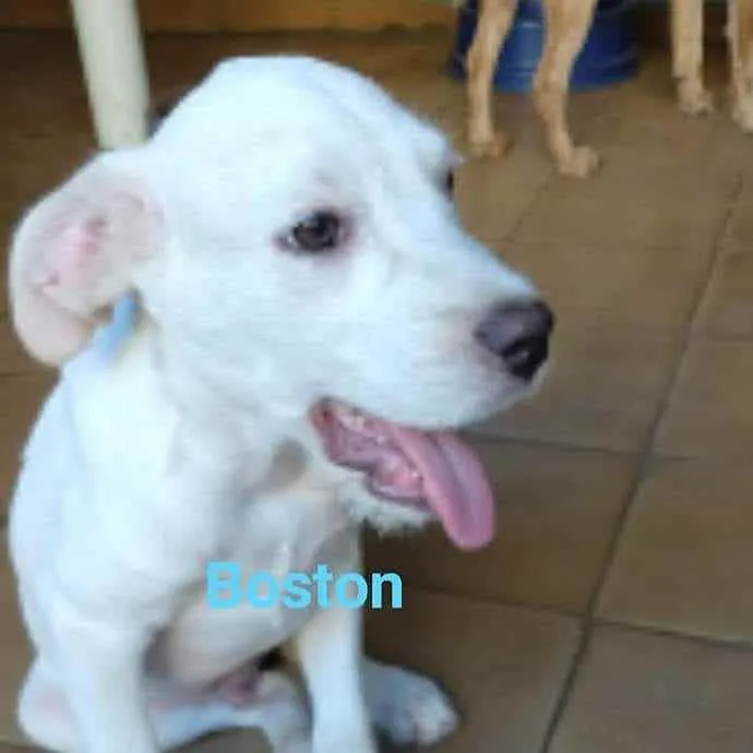 Cachorro ra a SRD idade 2 a 6 meses nome Boston