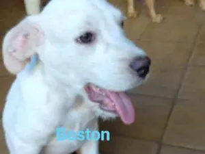 Cachorro raça SRD idade 2 a 6 meses nome Boston
