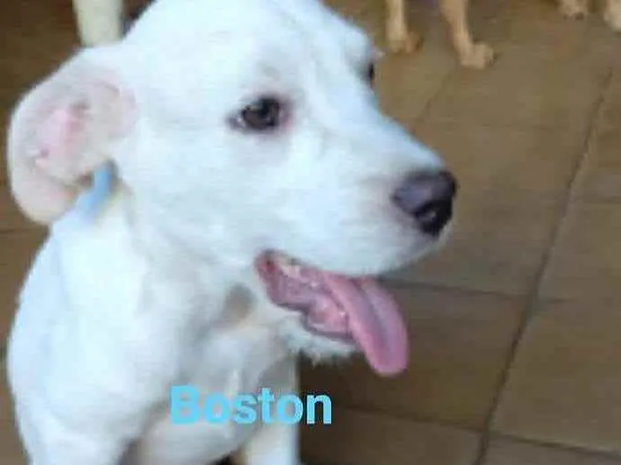 Cachorro ra a SRD idade 2 a 6 meses nome Boston