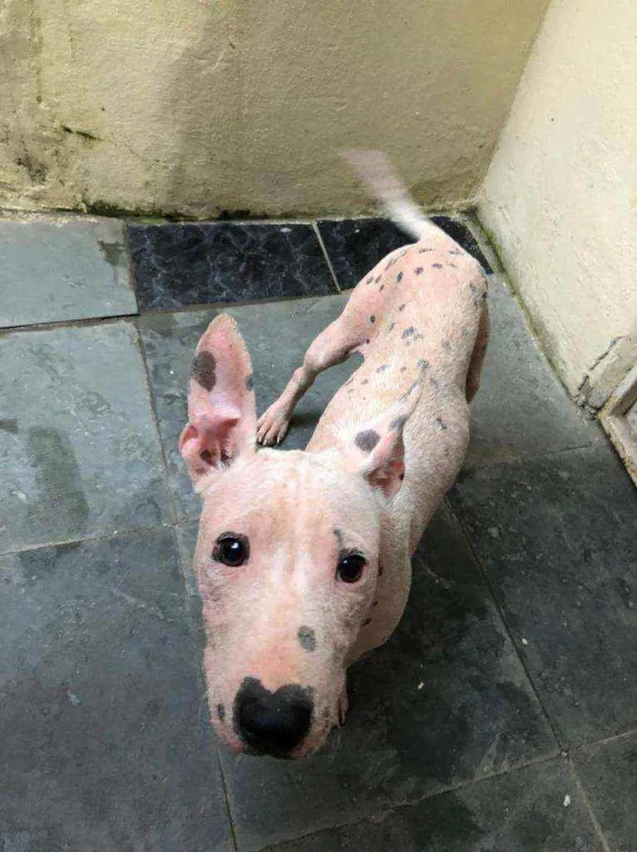 Cachorro ra a  idade  nome Smokei