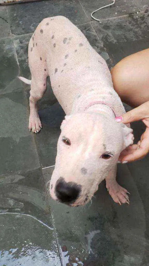 Cachorro ra a  idade  nome Smokei