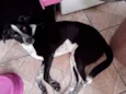 Mili