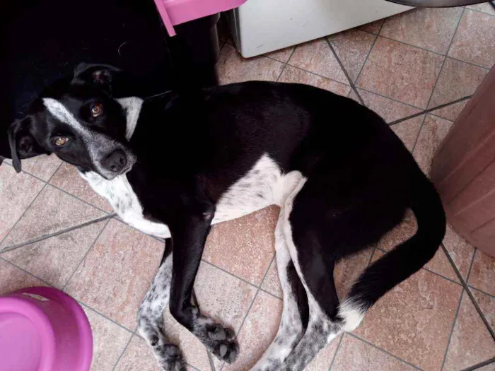 Cachorro ra a Viralata idade 4 anos nome Mili
