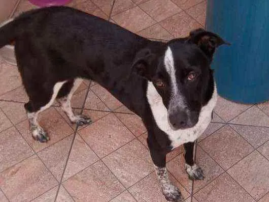 Cachorro ra a Viralata idade 4 anos nome Mili
