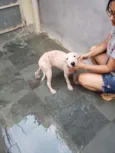 Cachorro raça Não sei idade  nome Smoke