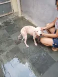 Cachorro raça Não sei idade  nome Smoke