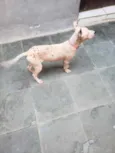 Cachorro raça Não sei idade  nome Smoke