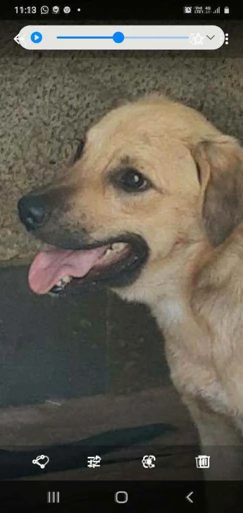 Cachorro ra a Srd idade 1 ano nome BOLT