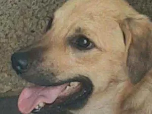 Cachorro raça Srd idade 1 ano nome BOLT