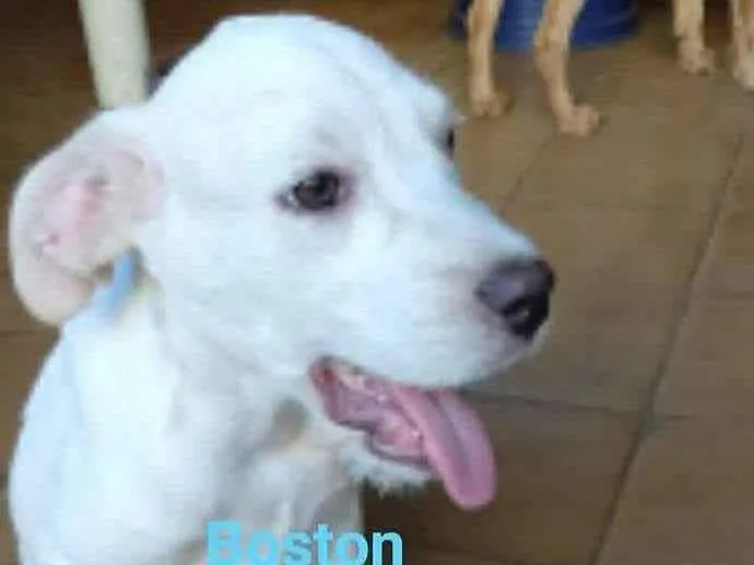 Cachorro ra a SRD idade 2 a 6 meses nome Boston