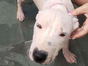 Cachorro raça  idade  nome Smokei