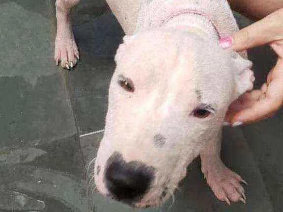 Cachorro ra a  idade  nome Smokei
