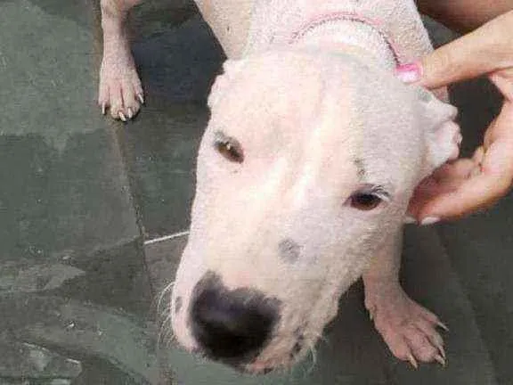Cachorro ra a  idade  nome Smokei