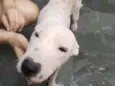 Cachorro raça Não sei idade  nome Smoke