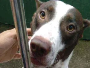 Cachorro raça Vira lata idade 7 a 11 meses nome Spike