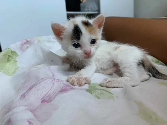 Gato ra a  idade Abaixo de 2 meses nome Ainda não tem nome