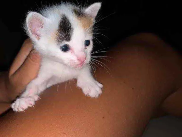 Gato ra a  idade Abaixo de 2 meses nome Ainda não tem nome