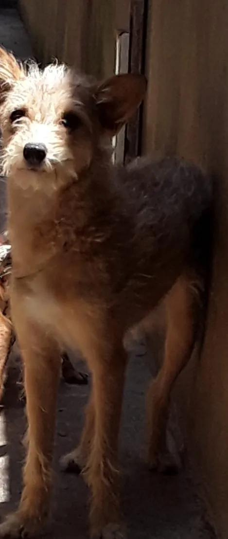 Cachorro raça Vira lata e mestiço  idade 3 anos nome Kelly e thor