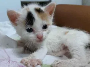 Gato raça  idade Abaixo de 2 meses nome Ainda não tem nome