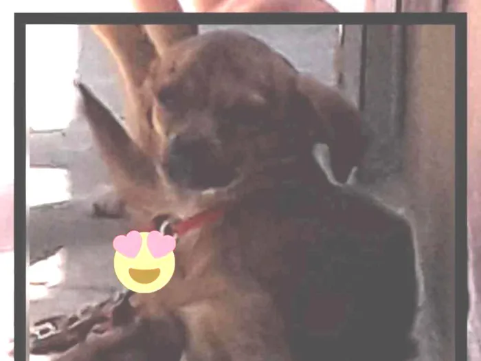 Cachorro raça Vira lata e mestiço  idade 3 anos nome Kelly e thor