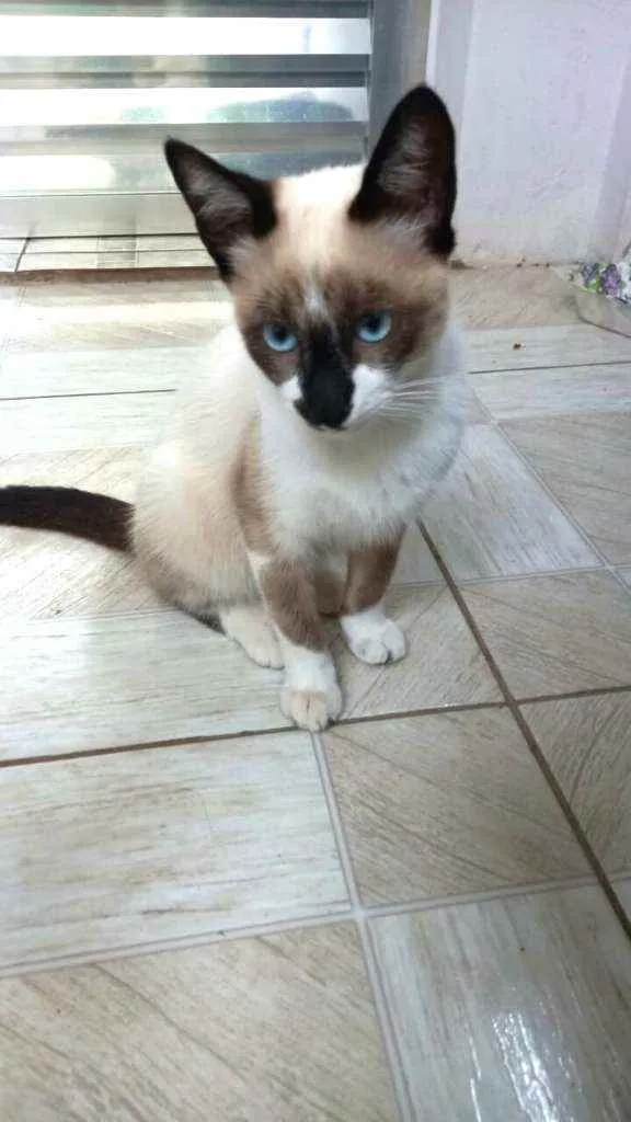 Cachorro raça  idade 2 a 6 meses nome Filhotes Vânia 