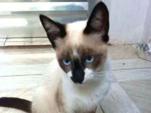 Cachorro raça  idade 2 a 6 meses nome Filhotes Vânia 