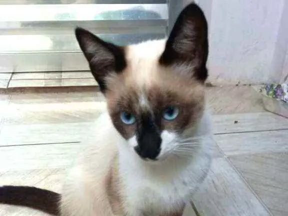 Cachorro raça  idade 2 a 6 meses nome Filhotes Vânia 