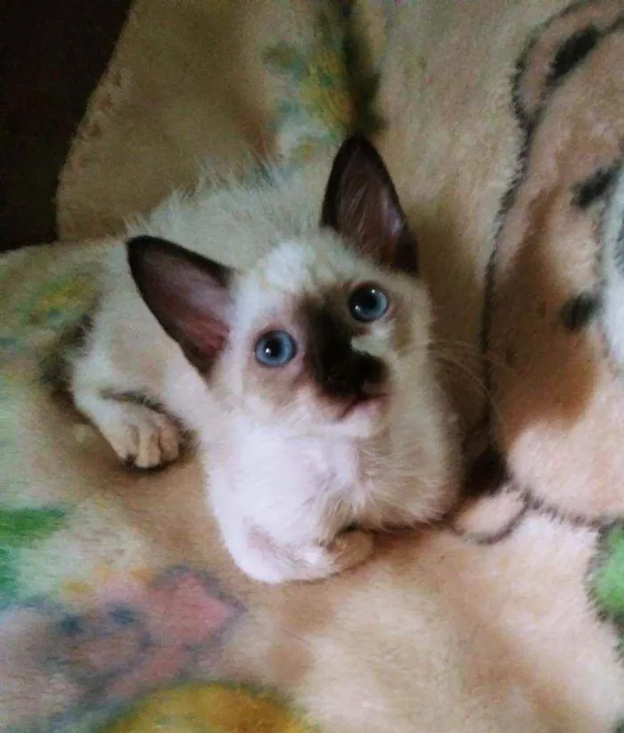 Gato raça  idade 2 a 6 meses nome Não tem nome.