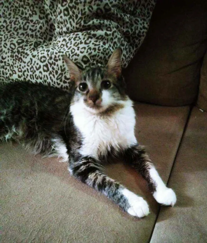 Gato raça  idade 2 a 6 meses nome Não tem nome.